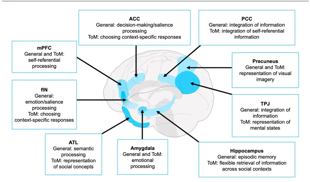 brain and theory of mind